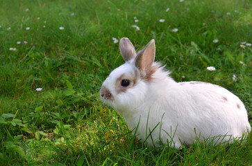 White decorative rabbit with brown spots  on a green  grass of a summer meadow with wild daisies. Close up outdoors photo. Free copy space
