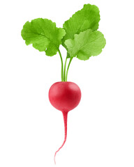 Radish isolated on white background, clipping path, full depth of field
