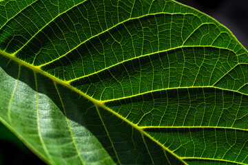 Green leaf