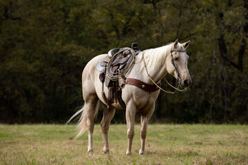 Obraz na płótnie Canvas Palomino Roping Horse