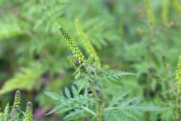 Common ragweed, Ambrosia artemisiifolia