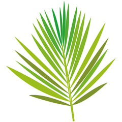 Tropical leaf