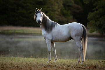 Grey Arabian Stallion