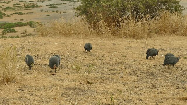 Helmeted Guineafowl (Numida Meleagris) in Amboseli National Park Kenya