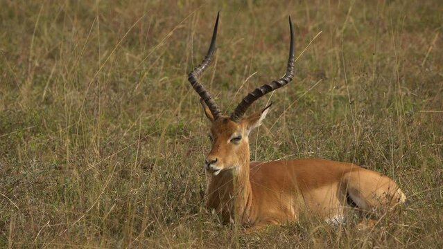 Impala Aepyceros Melampus Nairobi National Park Kenya