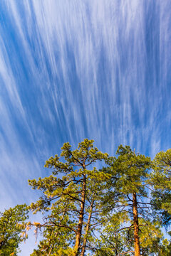 Wispy Clouds Above Tree Tops