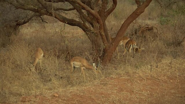 Group Of Impalas Aepyceros Melampus Walking On Fields  Tsavo West National Park Kenya