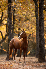 Sorrel Quarter horse standing in fall trees