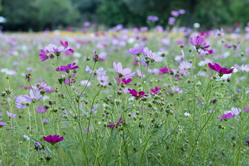 Field of Purple Cosmos Flowers on a Spring Day in City Park, New Orleans, Louisiana, USA