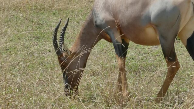 Topi antilop (Damaliscus lunatus) eating Masai Mara Game Reserve Kenya