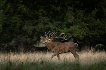 Red deer is roaring on the meadow. Deer during rutting time. Autumn wildlife in Europe. 
