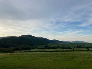 Vineyards on the edge of the Palatinate Forest, near Bad Bergzabern