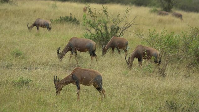 Topi antilop (Damaliscus lunatus) eating Masai Mara Game Reserve Kenya