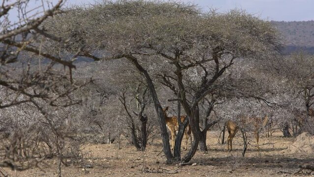 Greater Kudu (Tragelaphus Strepsiceros) In  Polokwane
