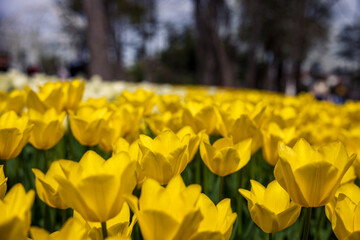 Spring flowers. Yellow tulips in the park. Emirgan Park in Istanbul