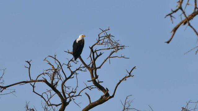 African Fish-Eagle - Haliaeetus Vocifer Large Species Of White And Brown Eagle in Amboseli National Park Kenya