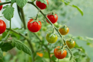 Red ripe tomatoes on branches, close-up. Horizontal composition with a tomato bush and ripening tomatoes for publication, poster, screensaver, wallpaper, postcard, banner, cover, post