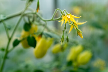 Obraz na płótnie Canvas Blooming tomato with flowers and fruits, close-up. Yellow tomato flowers for publication, poster, screensaver, wallpaper, postcard, banner, cover, post