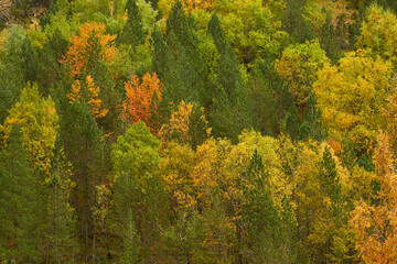 Colorful trees in autumn in a national park