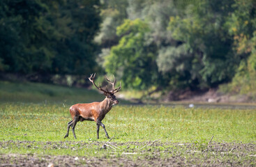 Naklejka premium Red deer walking in forest