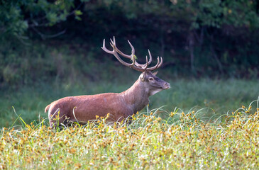 Red deer walking in forest
