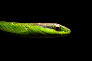 Obraz premium green vine snake