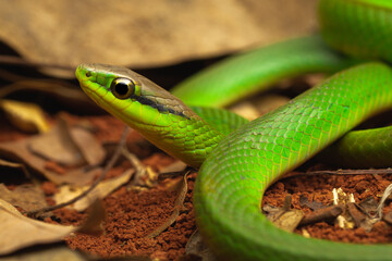 Obraz premium green vine snake