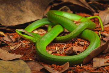 green vine snake
