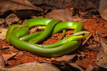 green vine snake