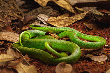 green vine snake