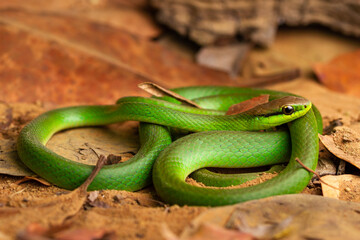 green vine snake