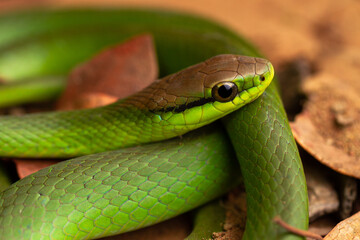 Obraz premium green vine snake