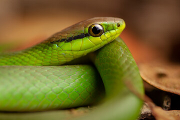 green vine snake
