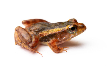 toad frog on white background