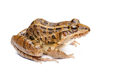 toad frog on white background