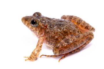 toad frog on white background