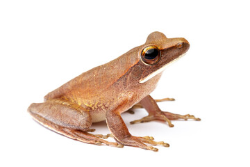 tree frog on white background