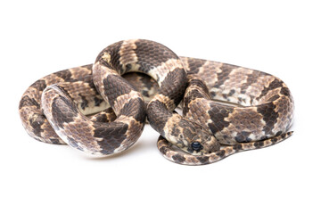 snake on white background