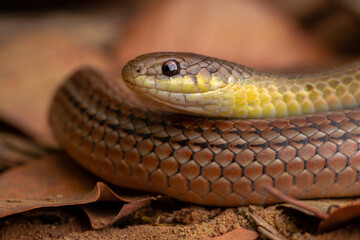 runner snake on the ground