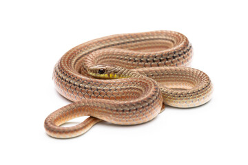 runner snake on white background