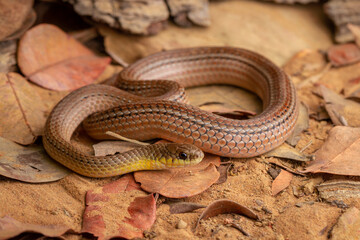 runner snake on the ground