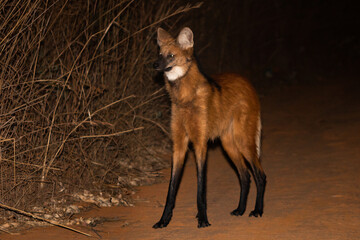 maned wolf on the road
