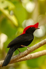 Helmeted Manakin red head bird