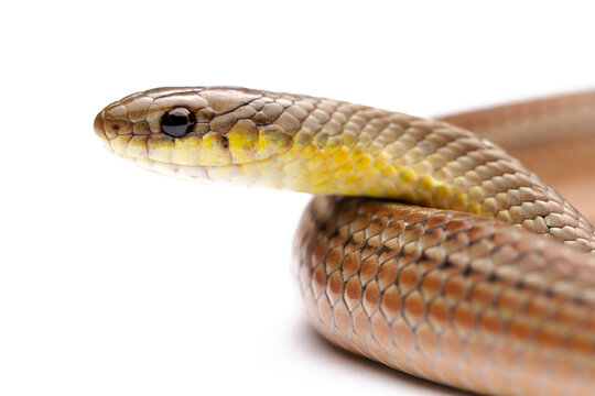 runner snake on white background