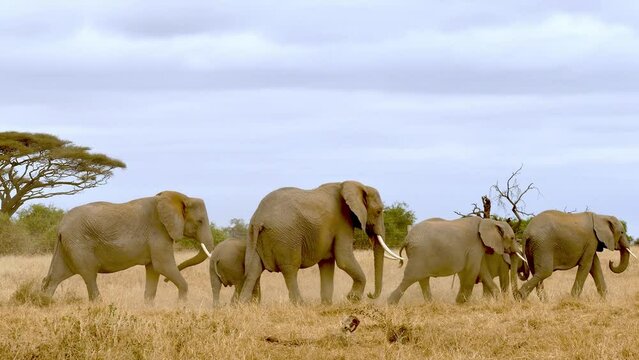 African Elephant (Loxodonta Africana) Family In GrasslandsAmboseli National Park