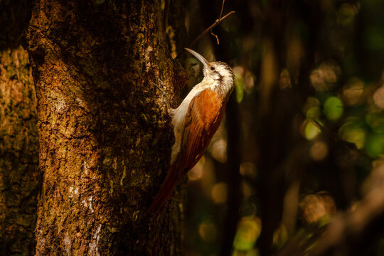 Cerrado false woodpacker on tree