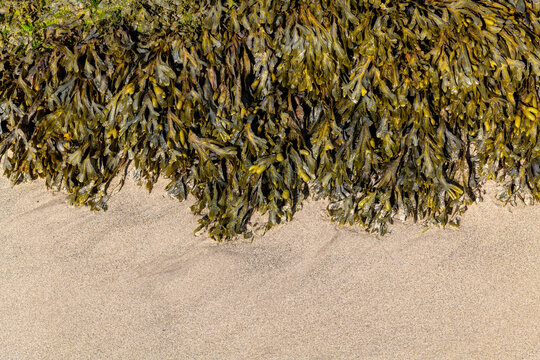 9 September 2022. Portsoy, Aberdeenshire, Scotland. This is kelp growing at the edge of the sand in Portsoy Harbour.