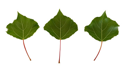 Fototapeta premium Green leaves isolated on white background 