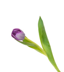 Colorful tulip flowers  isolated on white