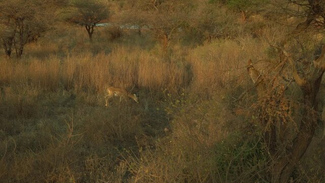 Impala Aepyceros Melampus Walking On Fields Tsavo West National Park Kenya